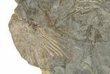 Slab Of Limestone With Crinoids (Cactocrinus) - Iowa #242506-3